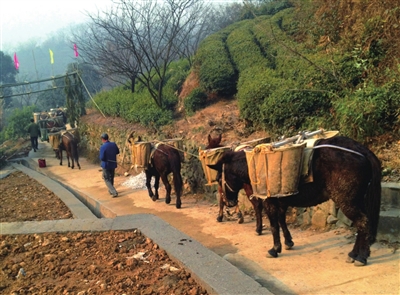 山區(qū)騾馬運輸隊